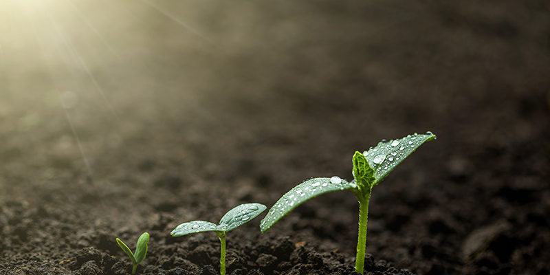 green-seedling-growing