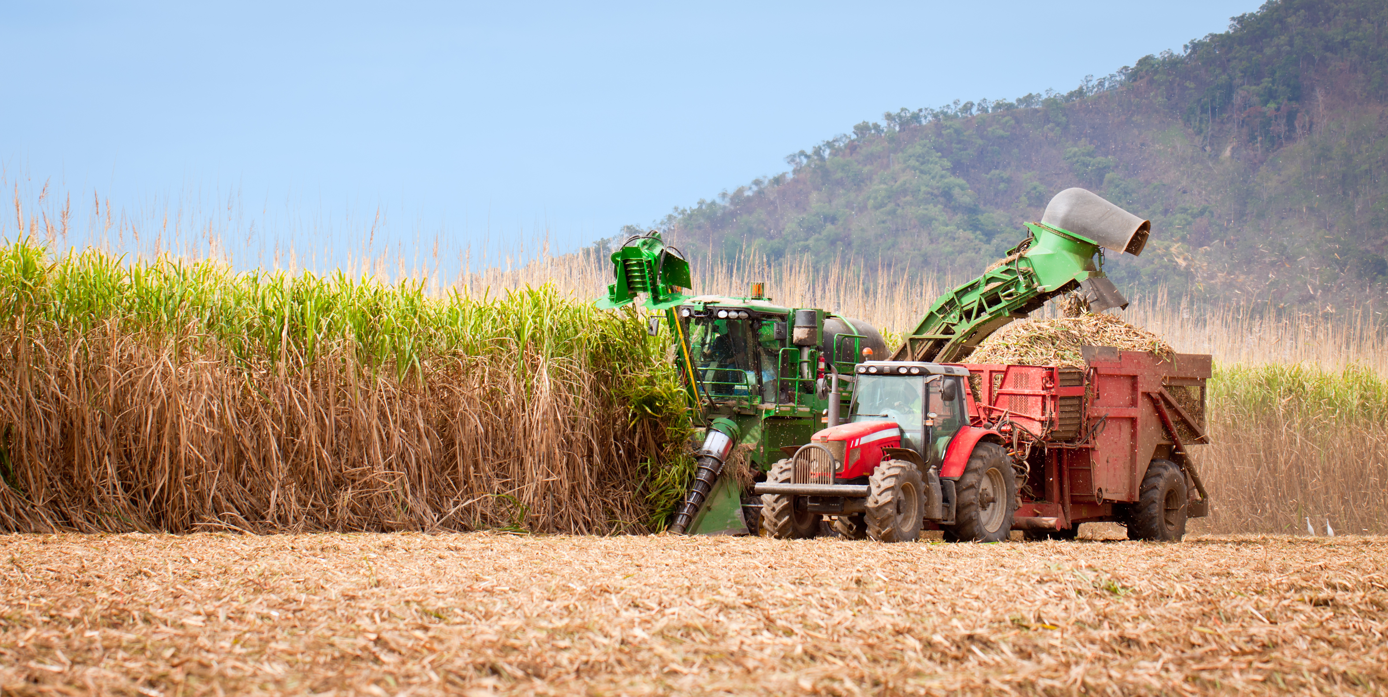 Бразилия сахарный тростник. Сельское хозяйство Бразилии сахарный тростник. Плантации сахарного тростника в Бразилии. Сахарный тростник в Бразилии. Куба сахарный тростник плантации.