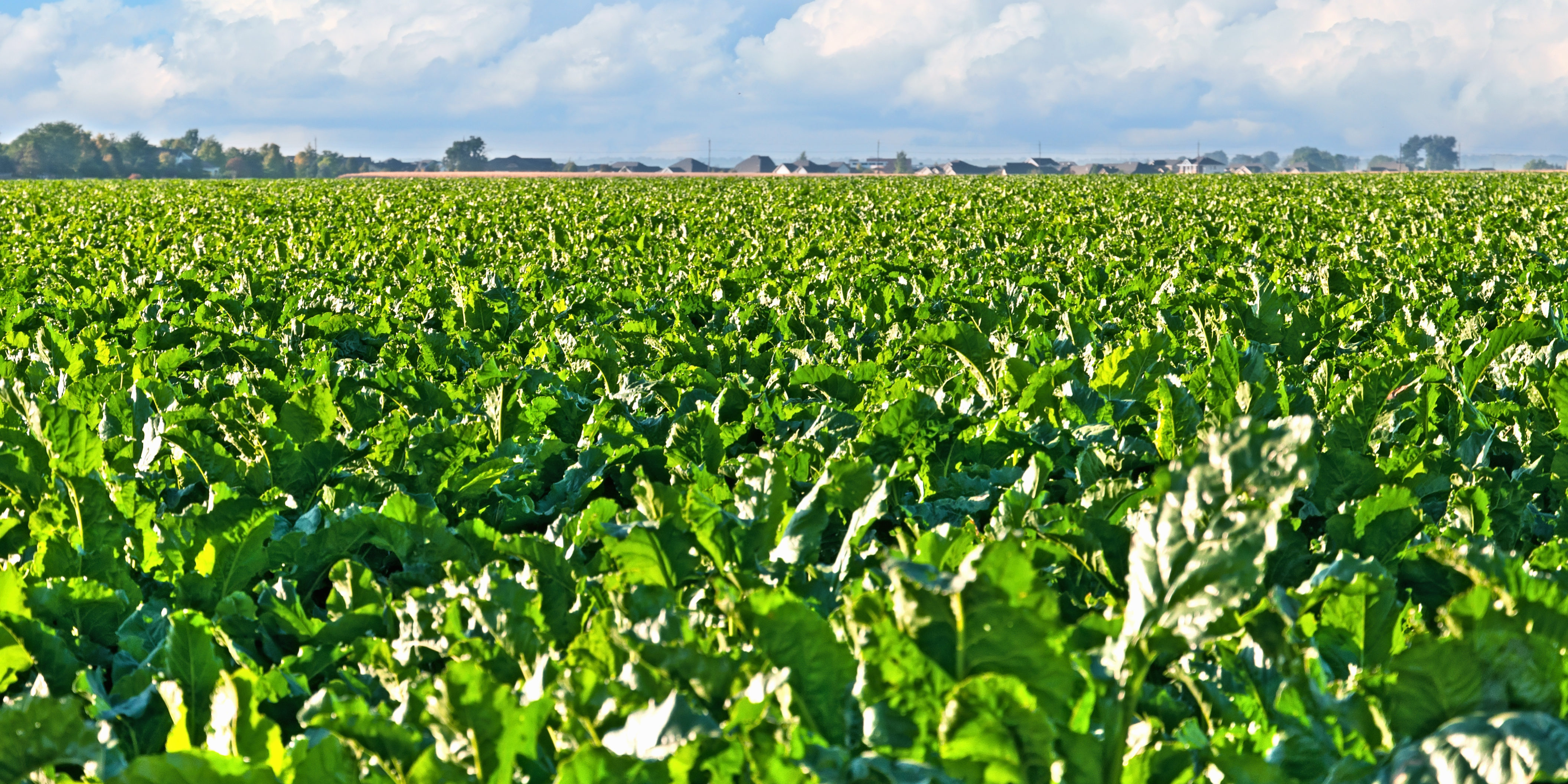 Sugarbeet Field Central Colorado