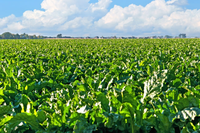 Sugarbeet Field Central Colorado