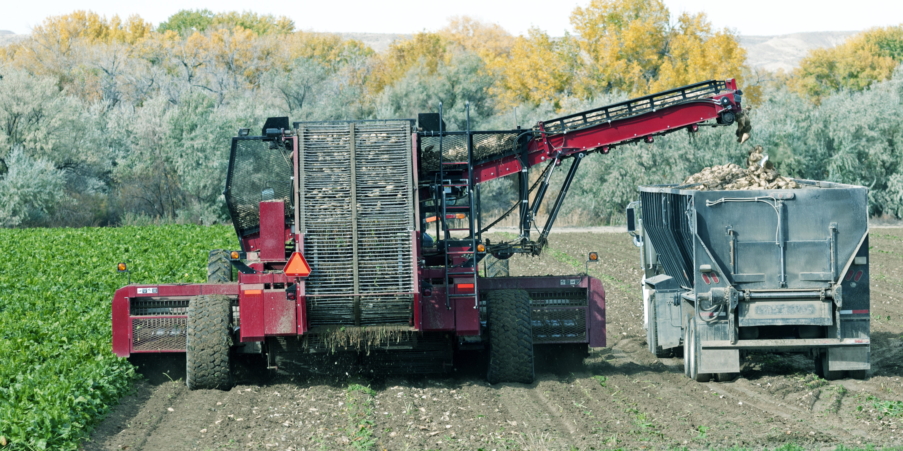 Beet harvester harvesting field in Wyoming