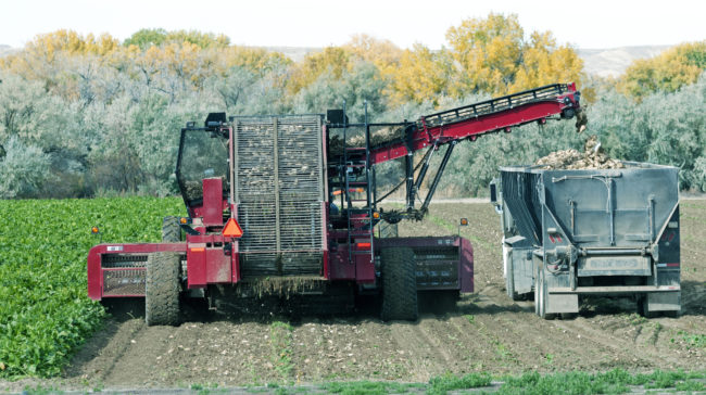 Beet harvester harvesting field in Wyoming