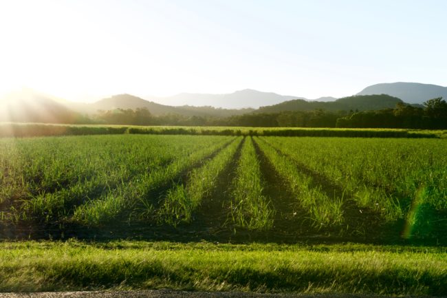 Sunlit sugar cane farm