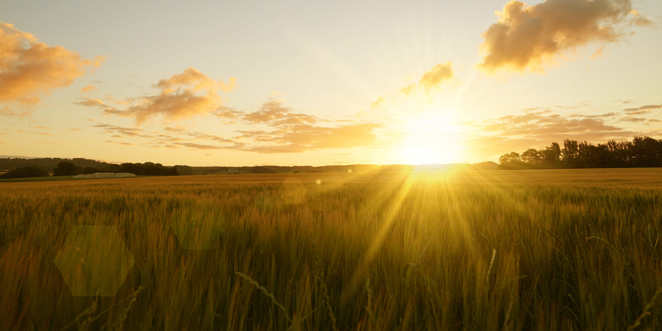 Sunrise over field