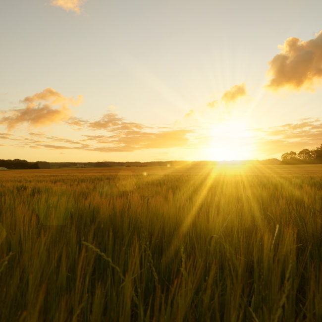 Sunrise over field