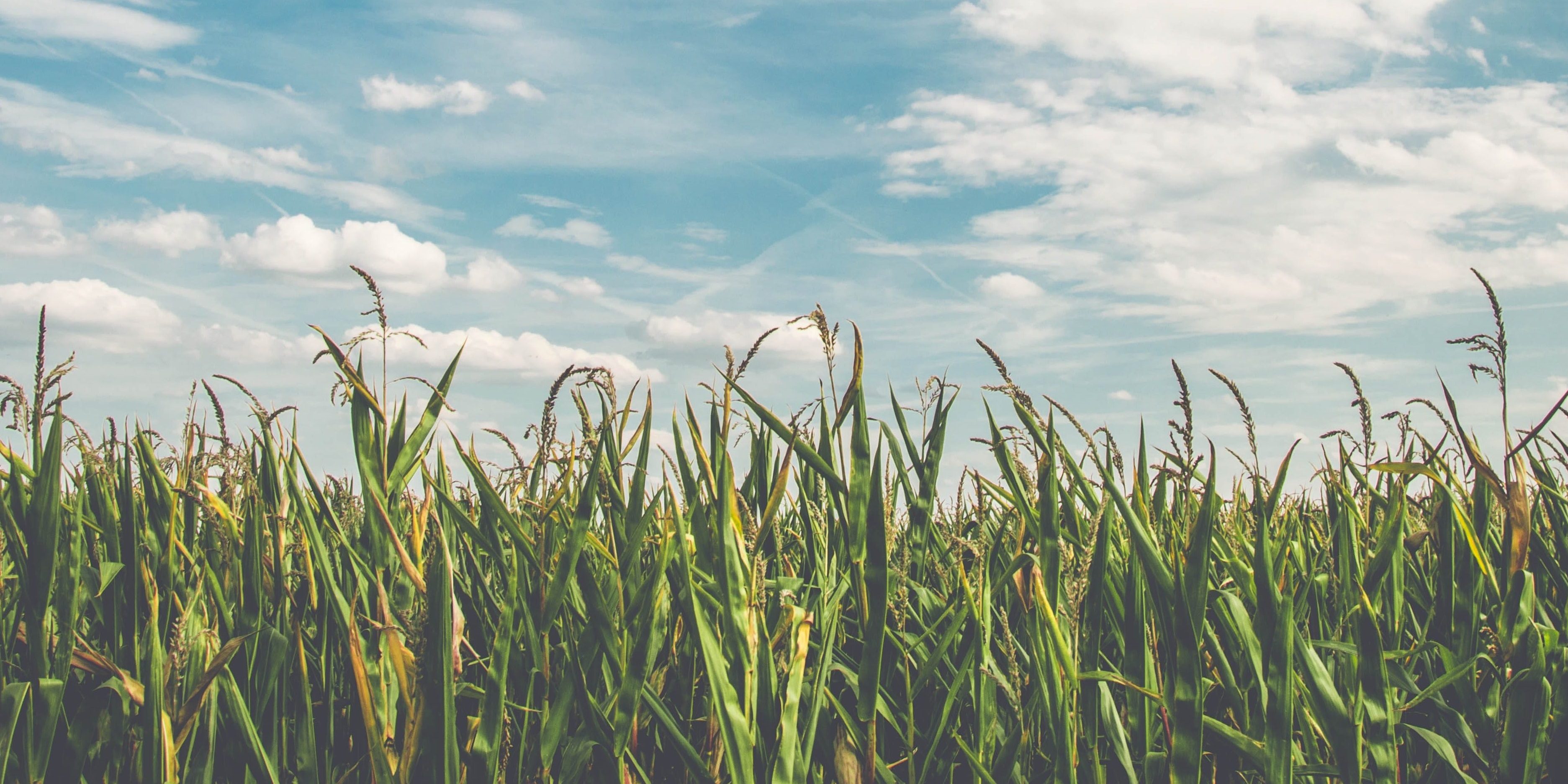 clouds-cornfield-countryside-158827 copy