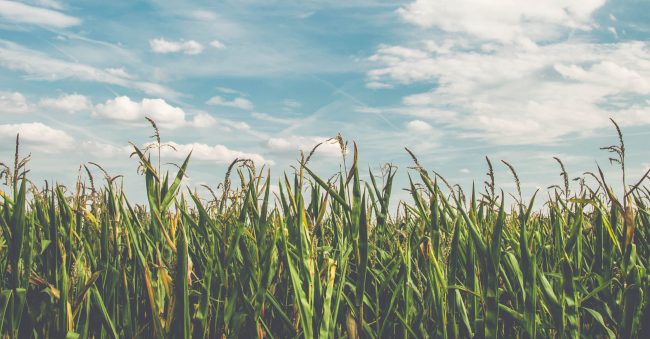 clouds-cornfield-countryside-158827 copy