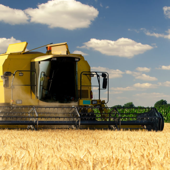 Harvester combine harvesting wheat on sunny summer day