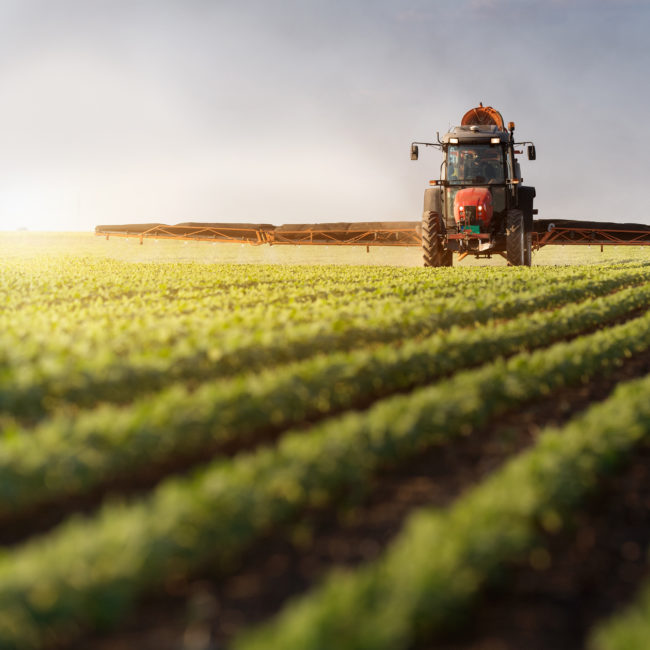 Tractor spraying soybean field at spring
