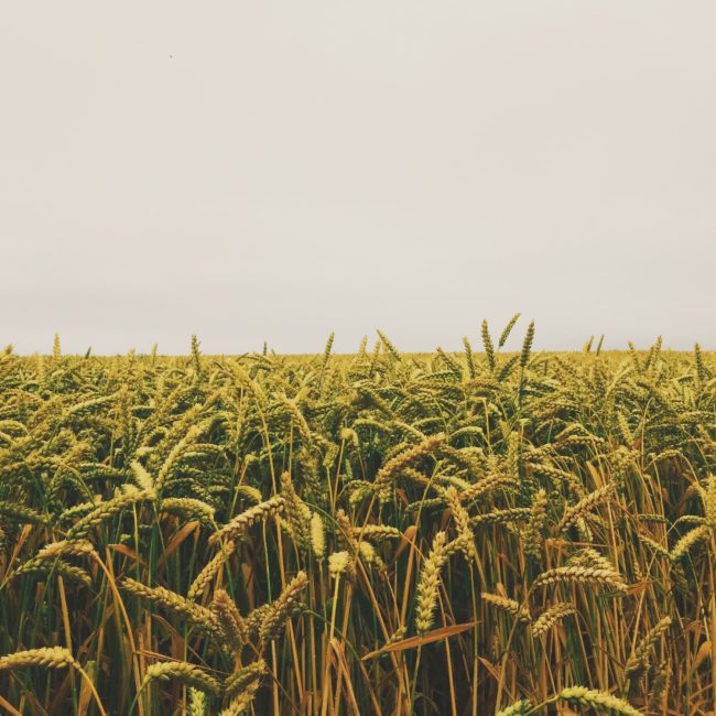 agriculture-cornfield-crops-55766