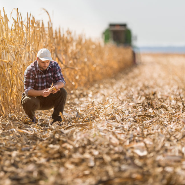 Young farmer in corn fields
