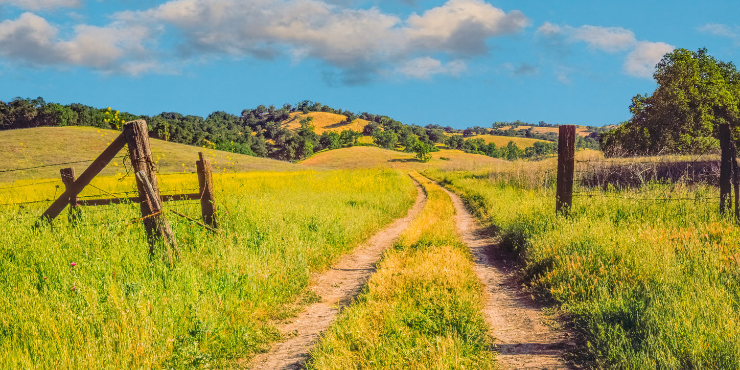 Mustard field with road in San Luis Obispo, California (P)