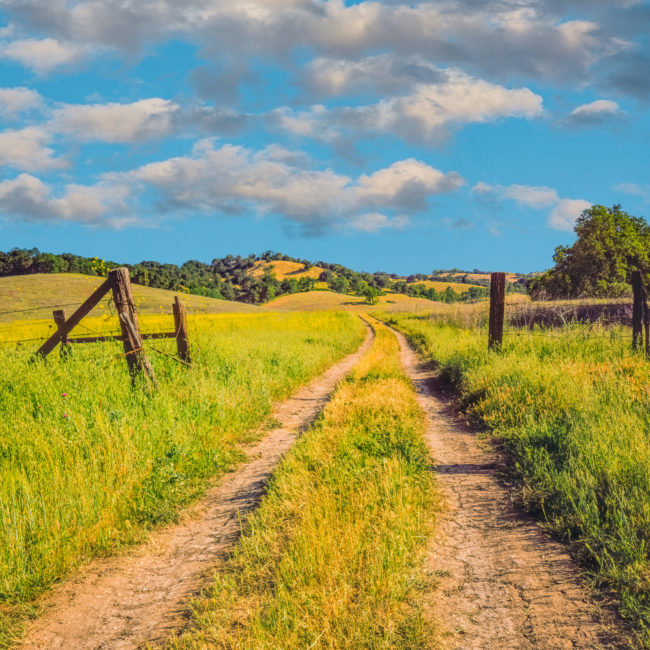 Mustard field with road in San Luis Obispo, California (P)