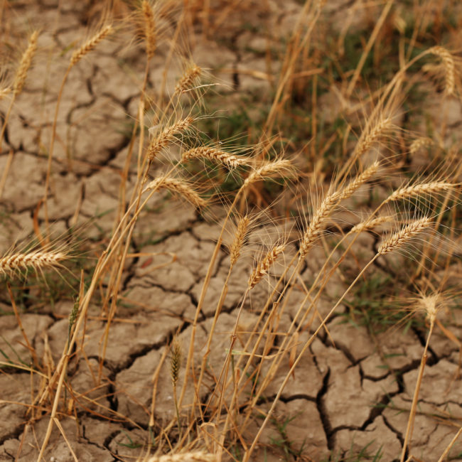 Barren land