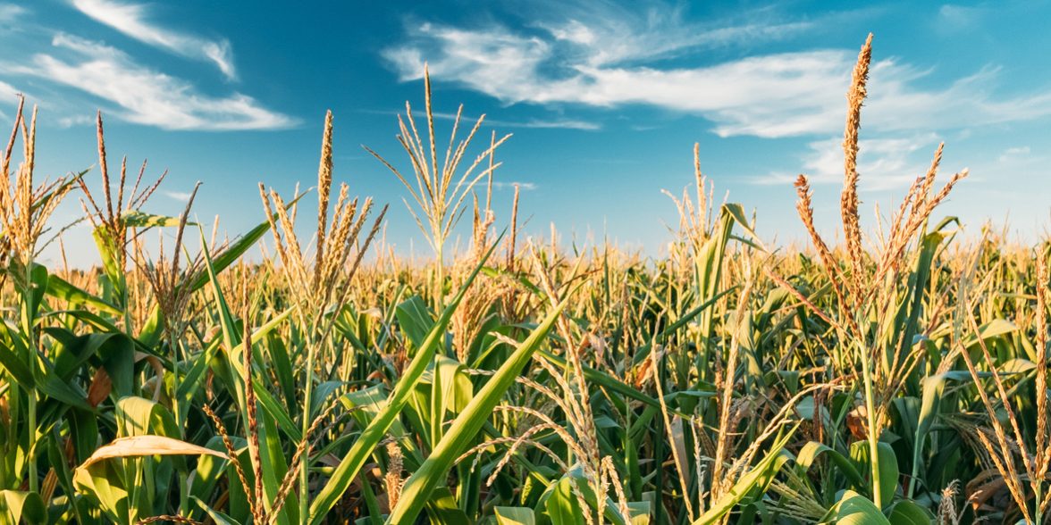 Green Maize Corn Field Plantation In Summer Agricultural Season. Skyline Horizon, Blue Sky Background