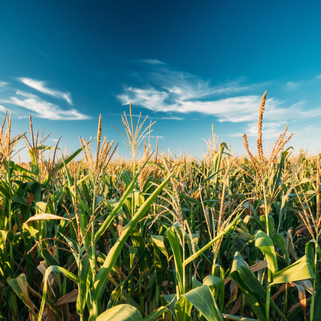 Green Maize Corn Field Plantation In Summer Agricultural Season. Skyline Horizon, Blue Sky Background