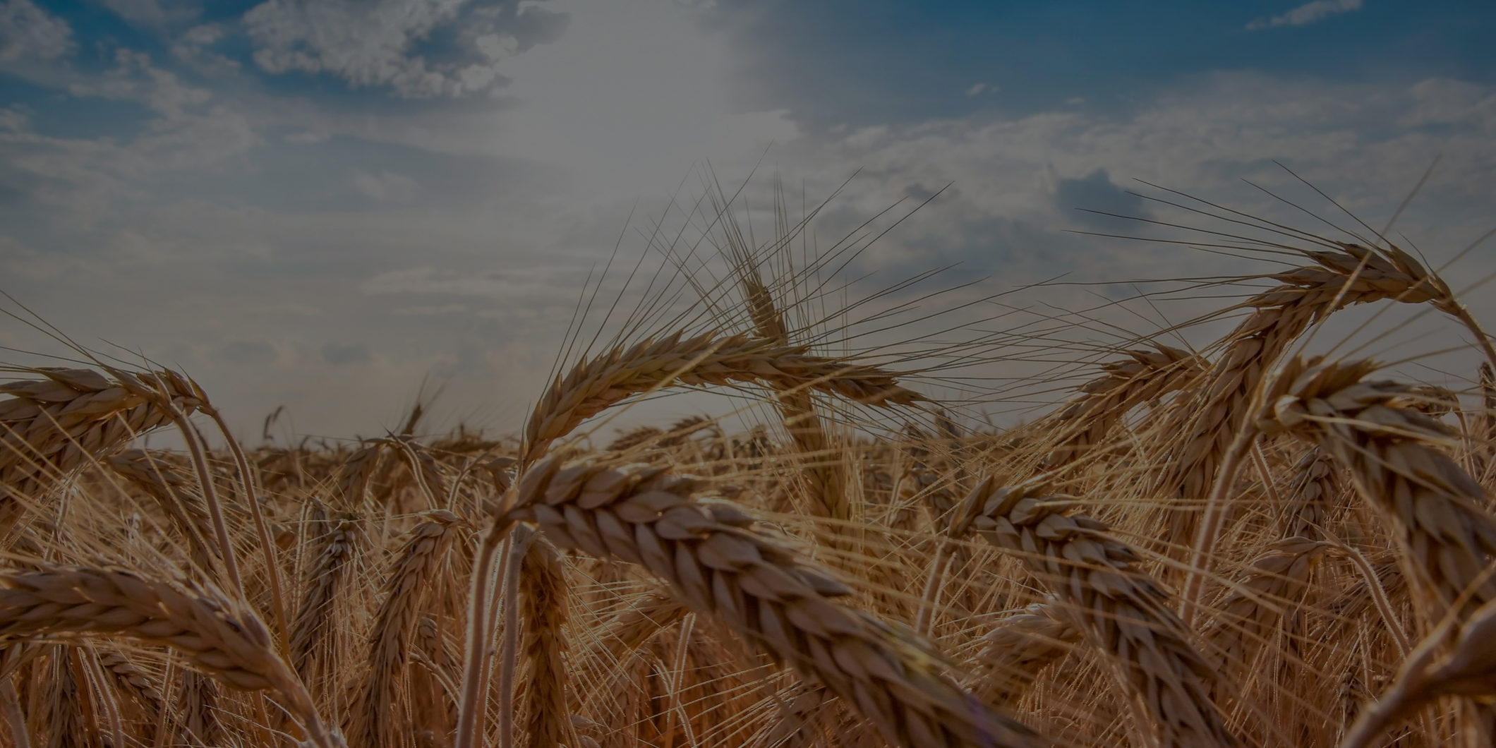 Wheat field. Ears of golden wheat close up. Beautiful Nature Sunset Landscape. Rural Scenery under Shining Sunlight. Background of ripening ears of wheat field. Rich harvest Concept. Label art design
