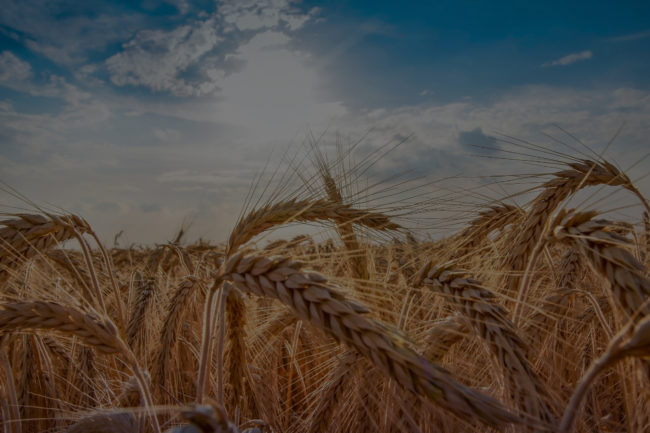 Wheat field. Ears of golden wheat close up. Beautiful Nature Sunset Landscape. Rural Scenery under Shining Sunlight. Background of ripening ears of wheat field. Rich harvest Concept. Label art design