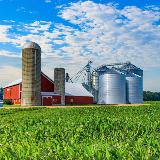 Midwest farm with spring corn crop and red barn,USA