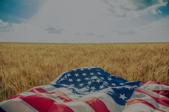 USA American flag lies on the golden wheat field.