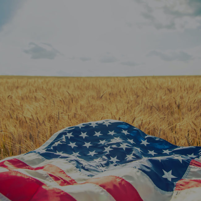 USA American flag lies on the golden wheat field.