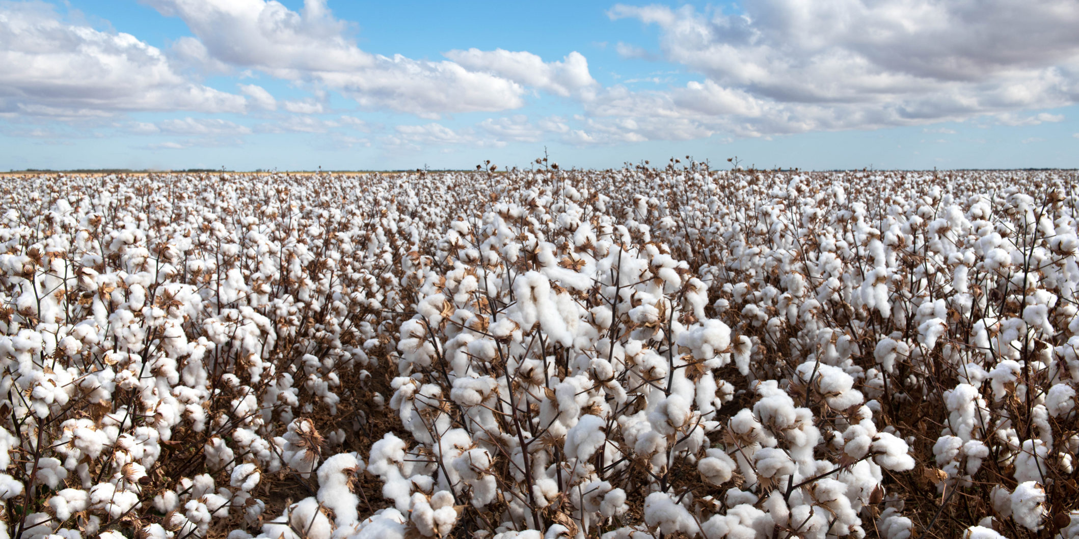 Cotton Crop