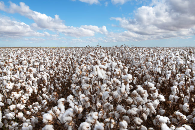 Cotton Crop