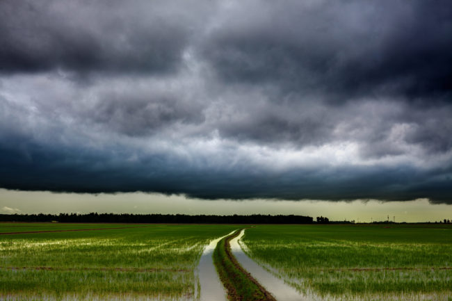 Storm over Rice Field