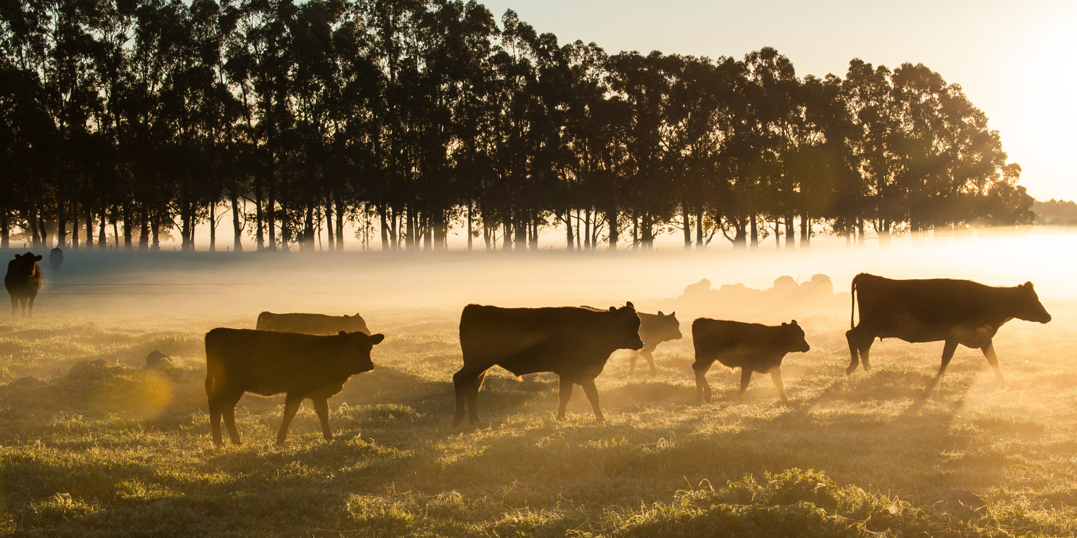 Cattle in Fog