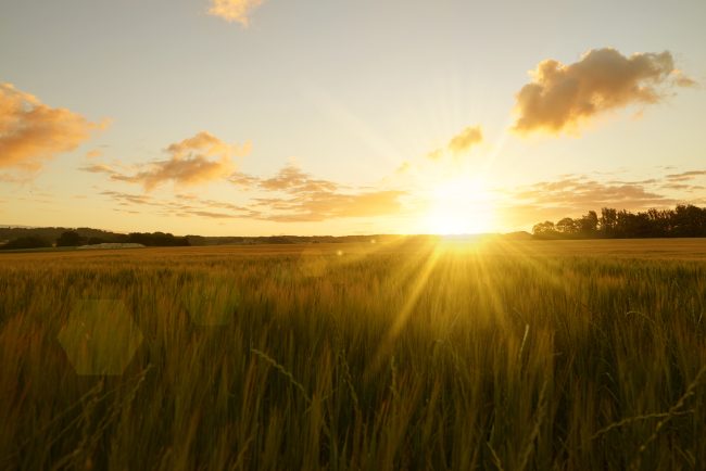 Sunrise over field