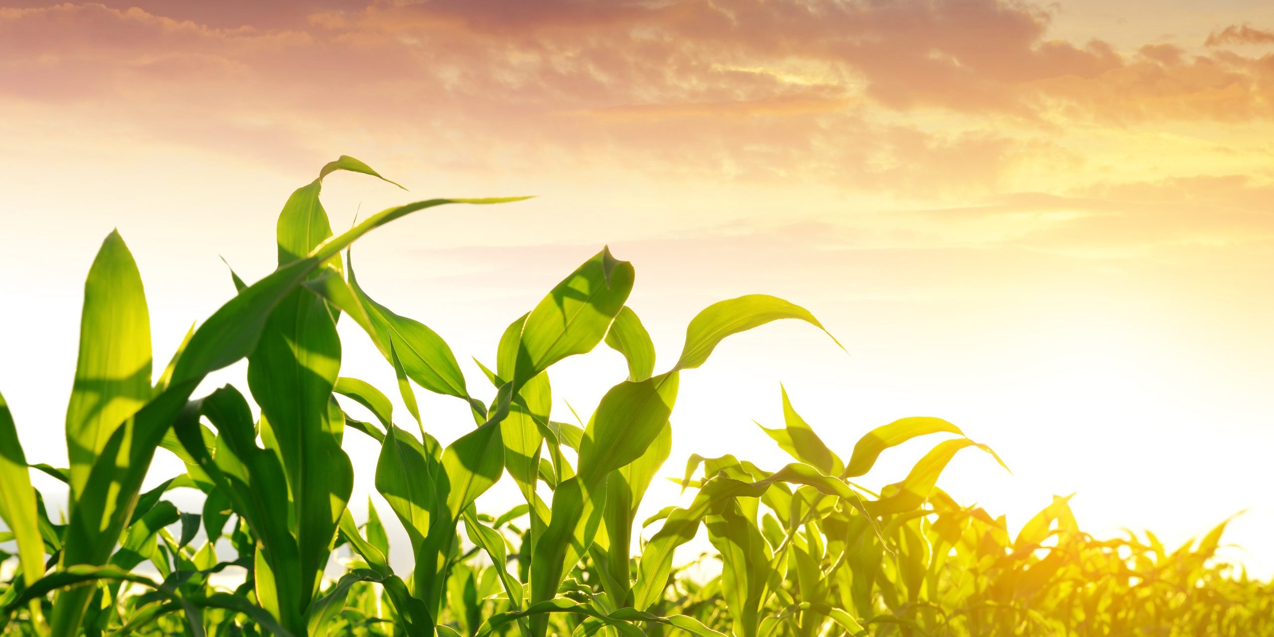 Green corn field